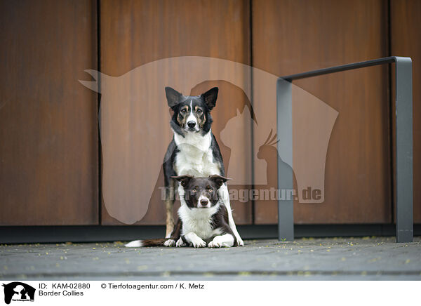 Border Collies / Border Collies / KAM-02880