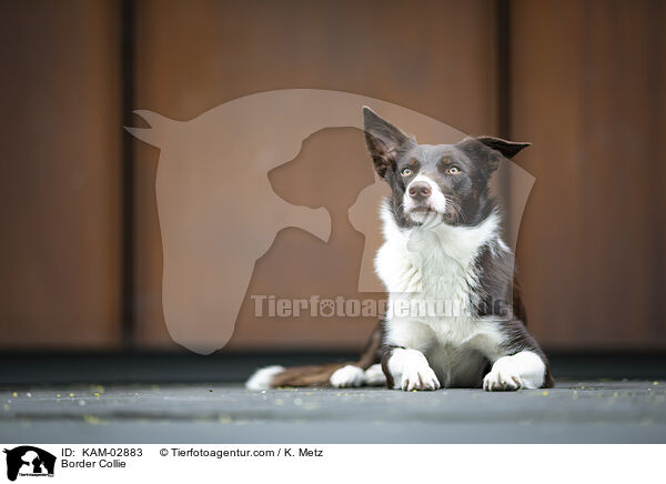 Border Collie / Border Collie / KAM-02883