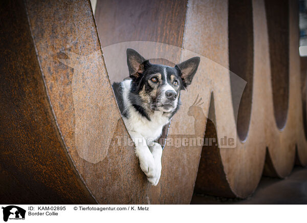 Border Collie / Border Collie / KAM-02895