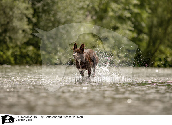 Border Collie / Border Collie / KAM-02946