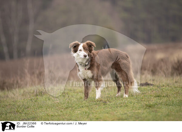 Border Collie / Border Collie / JM-22366