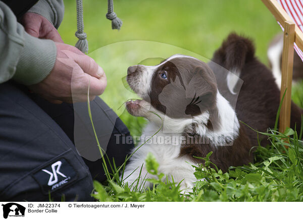 Border Collie / Border Collie / JM-22374