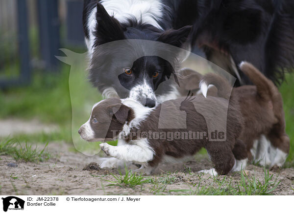 Border Collie / JM-22378