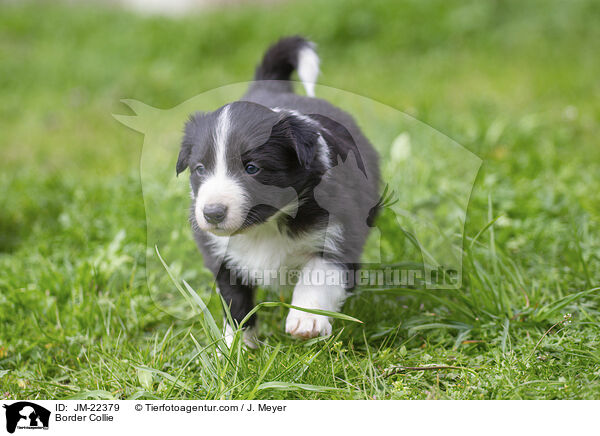 Border Collie / Border Collie / JM-22379