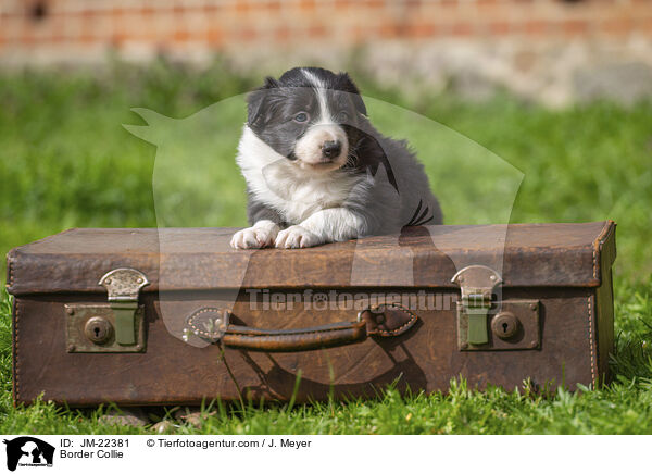 Border Collie / Border Collie / JM-22381