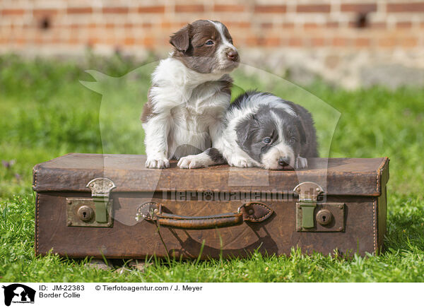 Border Collie / Border Collie / JM-22383