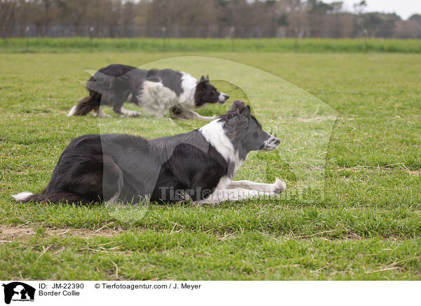 Border Collie / Border Collie / JM-22390