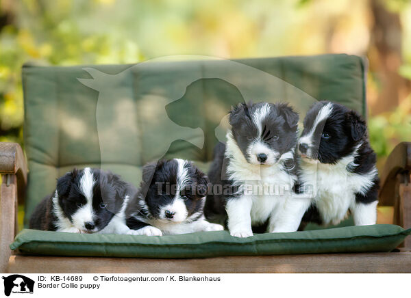 Border Collie Welpe / Border Collie puppy / KB-14689