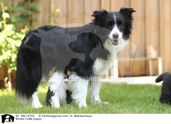 Border Collie Welpe / Border Collie puppy / KB-14702