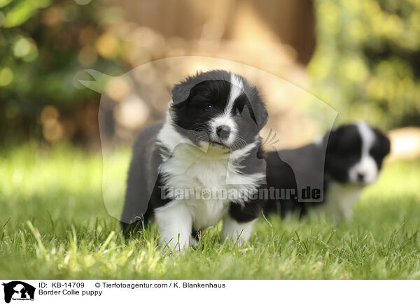 Border Collie Welpe / Border Collie puppy / KB-14709