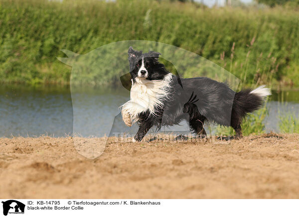 schwarz-weier Border Collie / black-white Border Collie / KB-14795