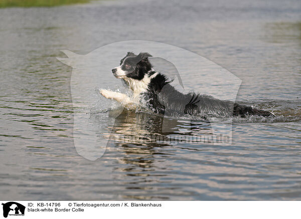 schwarz-weier Border Collie / black-white Border Collie / KB-14796