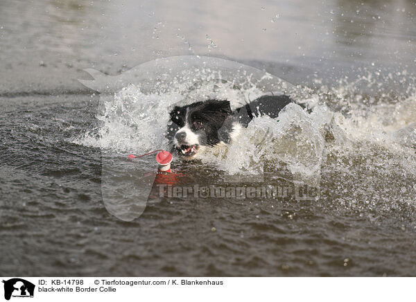 schwarz-weier Border Collie / black-white Border Collie / KB-14798