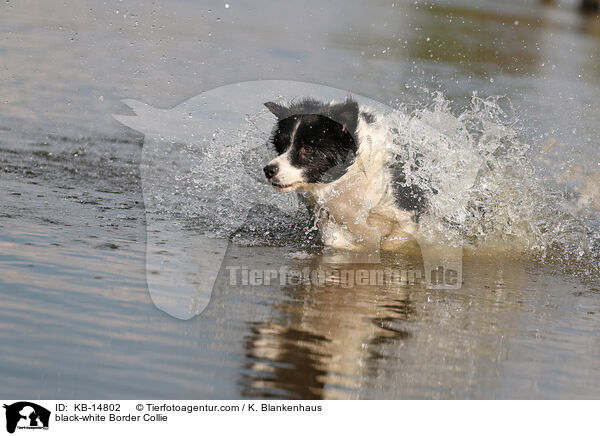 schwarz-weier Border Collie / black-white Border Collie / KB-14802