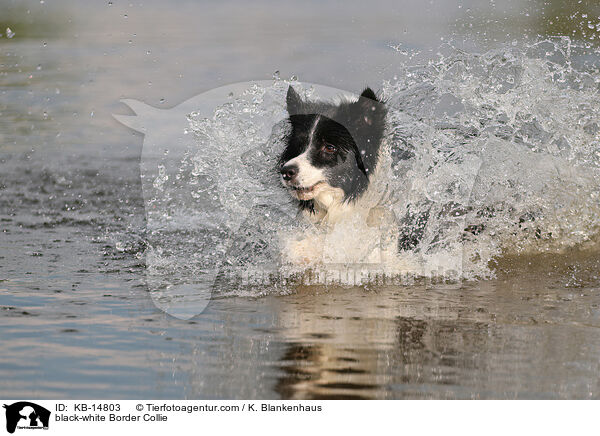 schwarz-weier Border Collie / black-white Border Collie / KB-14803