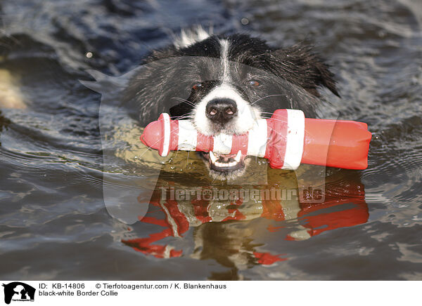 schwarz-weier Border Collie / black-white Border Collie / KB-14806