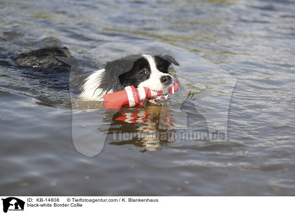 schwarz-weier Border Collie / black-white Border Collie / KB-14808