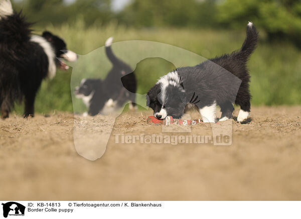 Border Collie Welpe / Border Collie puppy / KB-14813