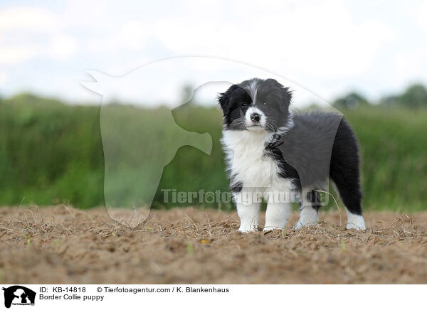 Border Collie Welpe / Border Collie puppy / KB-14818