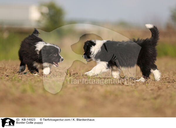 Border Collie Welpe / Border Collie puppy / KB-14823