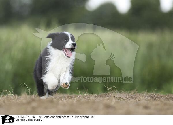 Border Collie Welpe / Border Collie puppy / KB-14826