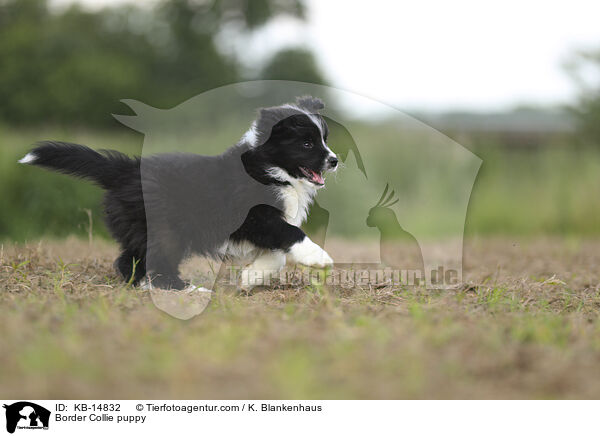 Border Collie Welpe / Border Collie puppy / KB-14832