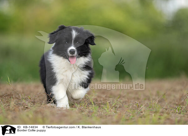 Border Collie Welpe / Border Collie puppy / KB-14834