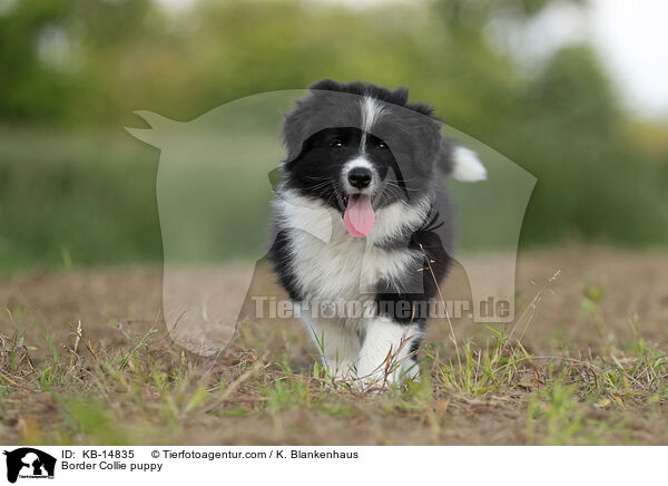 Border Collie Welpe / Border Collie puppy / KB-14835