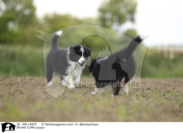 Border Collie Welpe / Border Collie puppy / KB-14837