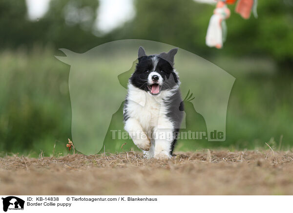 Border Collie Welpe / Border Collie puppy / KB-14838