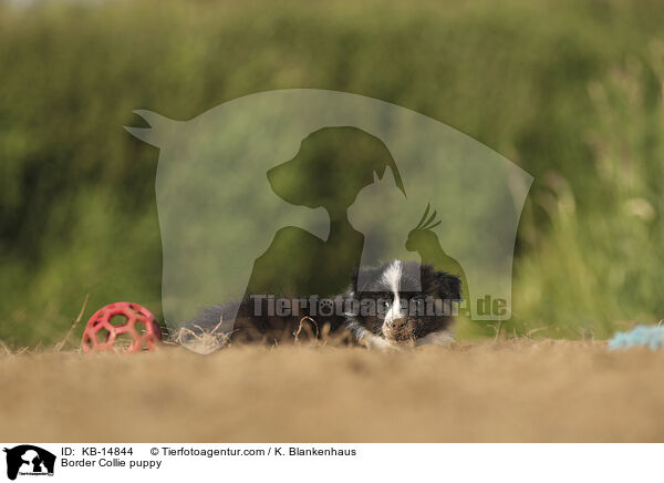 Border Collie Welpe / Border Collie puppy / KB-14844