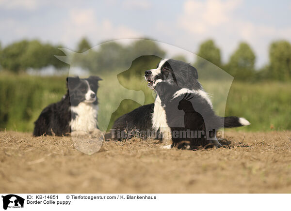 Border Collie Welpe / Border Collie puppy / KB-14851