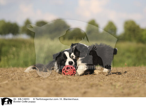 Border Collie Welpe / Border Collie puppy / KB-14853