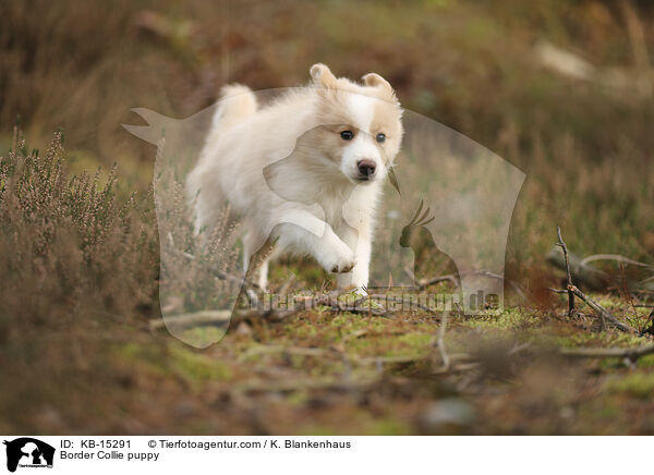 Border Collie Welpe / Border Collie puppy / KB-15291