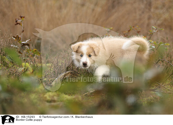 Border Collie Welpe / Border Collie puppy / KB-15293