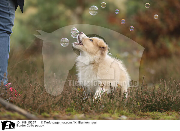 Border Collie Welpe / Border Collie puppy / KB-15297