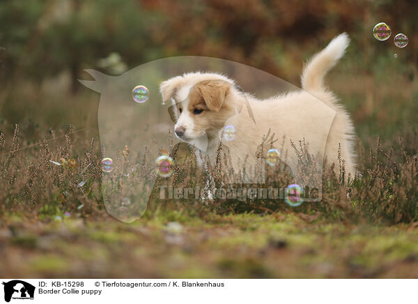 Border Collie Welpe / Border Collie puppy / KB-15298