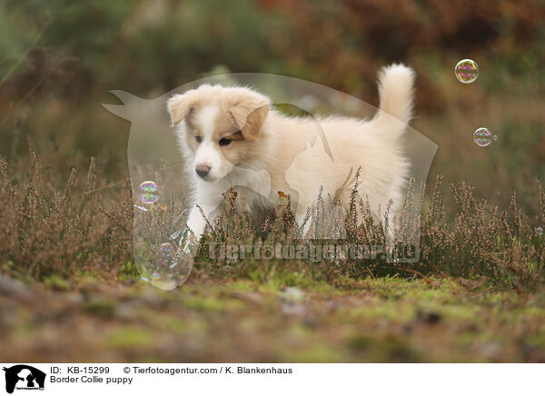 Border Collie Welpe / Border Collie puppy / KB-15299