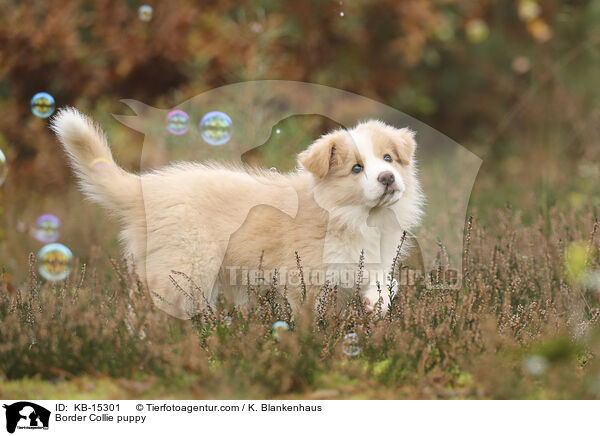 Border Collie Welpe / Border Collie puppy / KB-15301