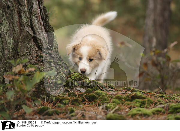 Border Collie Welpe / Border Collie puppy / KB-15308