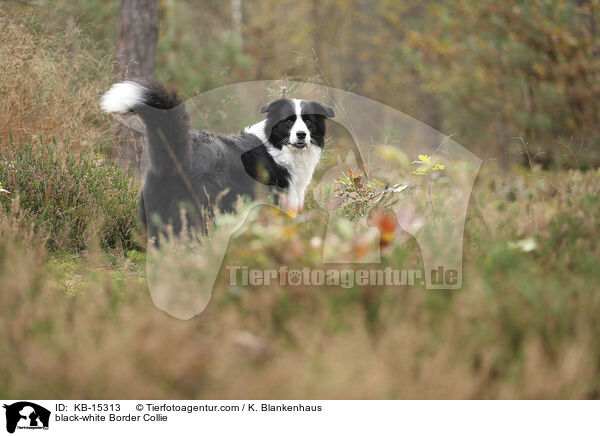 schwarz-weier Border Collie / black-white Border Collie / KB-15313