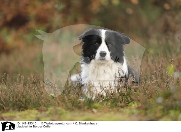 schwarz-weier Border Collie / black-white Border Collie / KB-15316