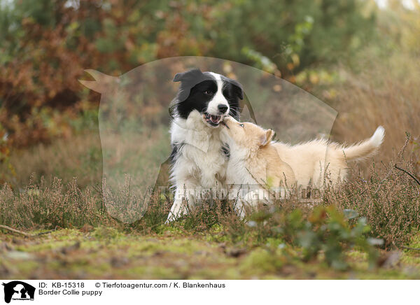 Border Collie Welpe / Border Collie puppy / KB-15318