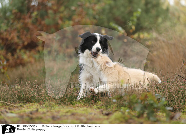 Border Collie Welpe / Border Collie puppy / KB-15319