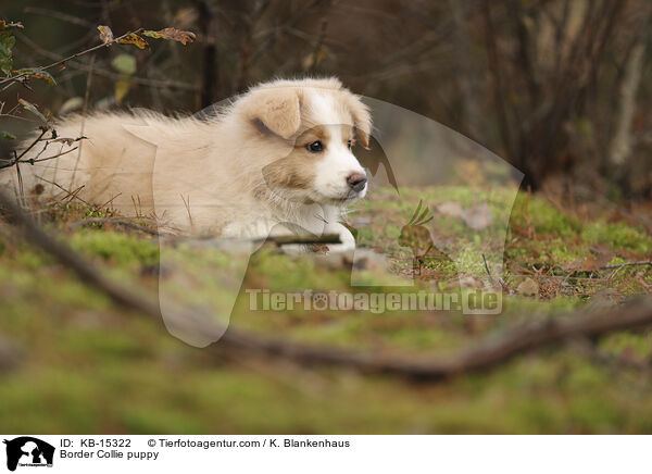 Border Collie Welpe / Border Collie puppy / KB-15322