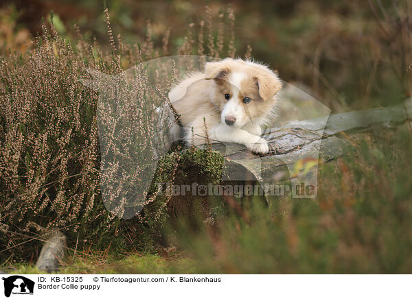 Border Collie Welpe / Border Collie puppy / KB-15325