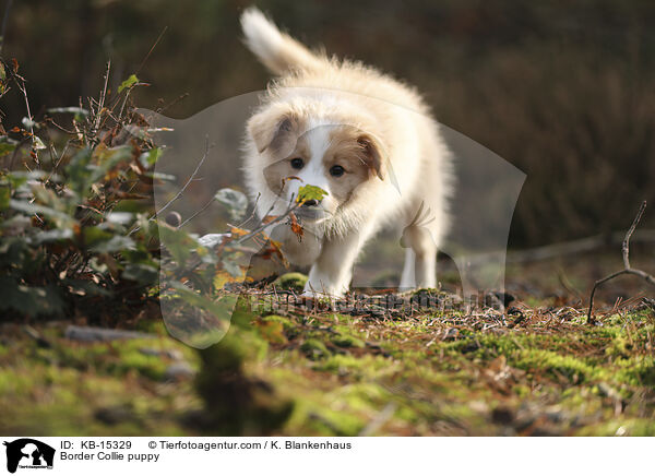 Border Collie Welpe / Border Collie puppy / KB-15329