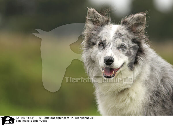 blue-merle Border Collie / blue-merle Border Collie / KB-15431