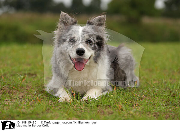 blue-merle Border Collie / blue-merle Border Collie / KB-15435