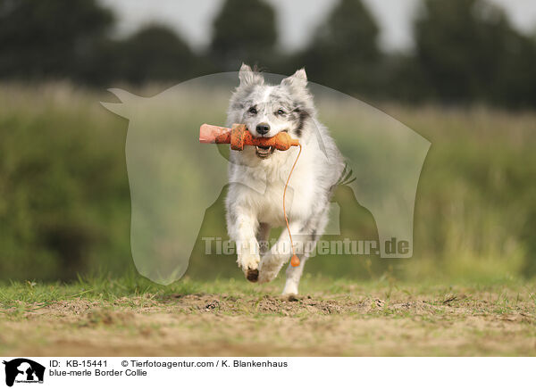 blue-merle Border Collie / blue-merle Border Collie / KB-15441